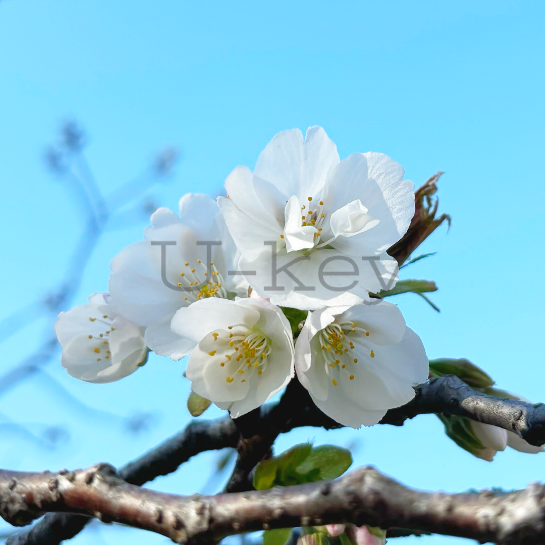 Sakura `Surugadai-nioi`,Prunus speciosa `Surugadai-odora`