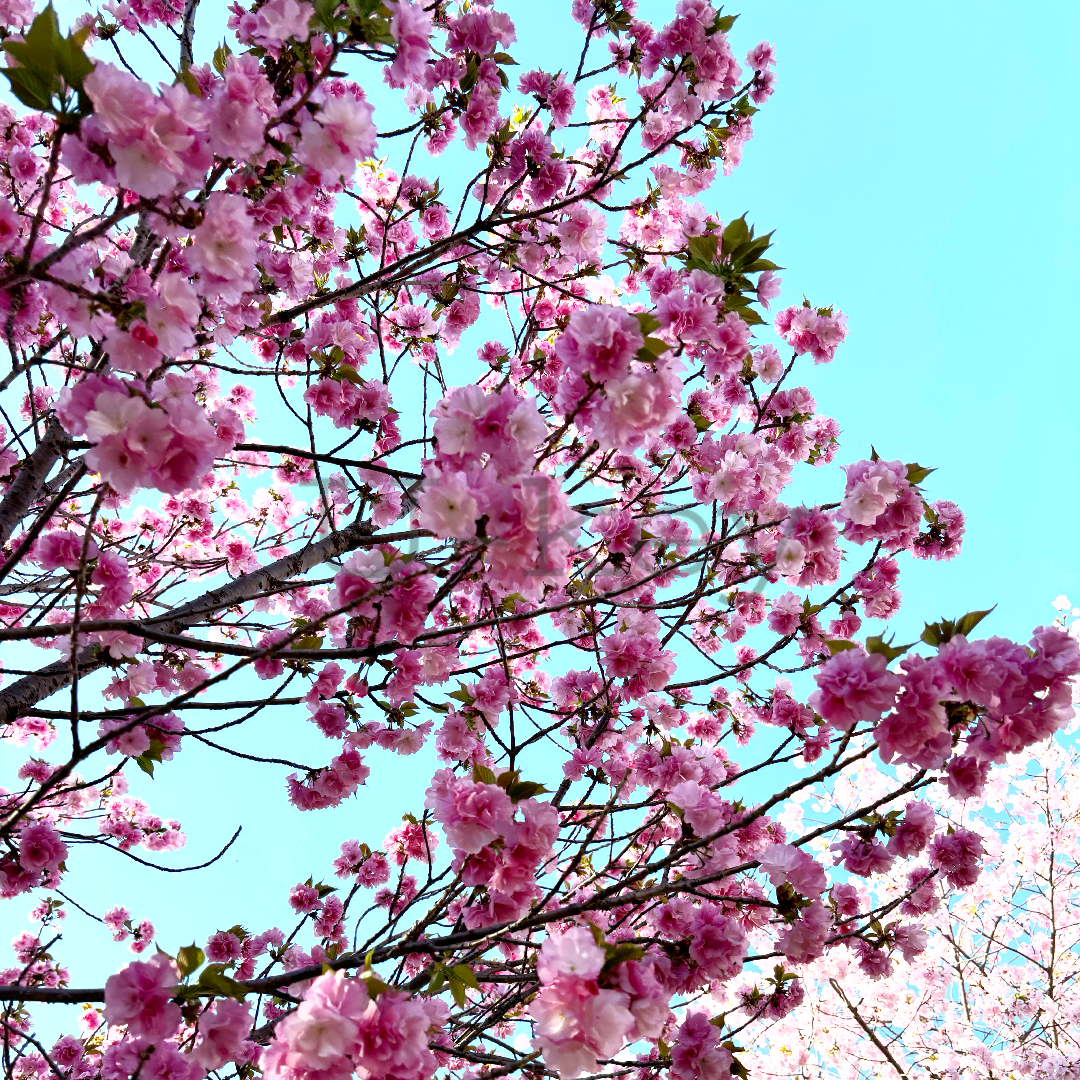 Sakura `Beni-yutaka`,Prunus x sieboldii
