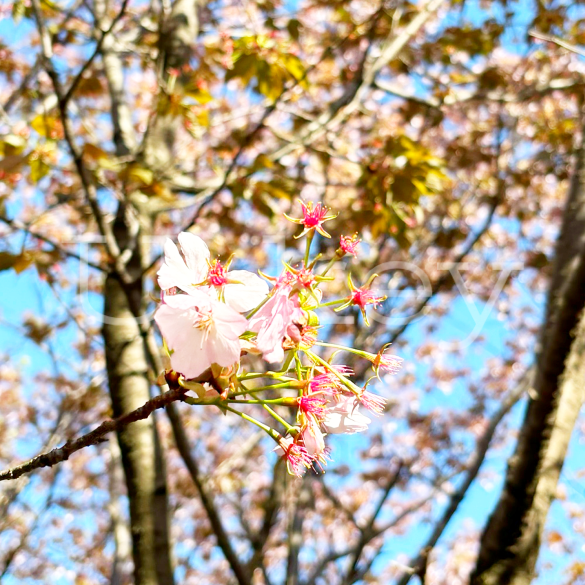 Sakura `Sendaiya`,Prunus jamasakura