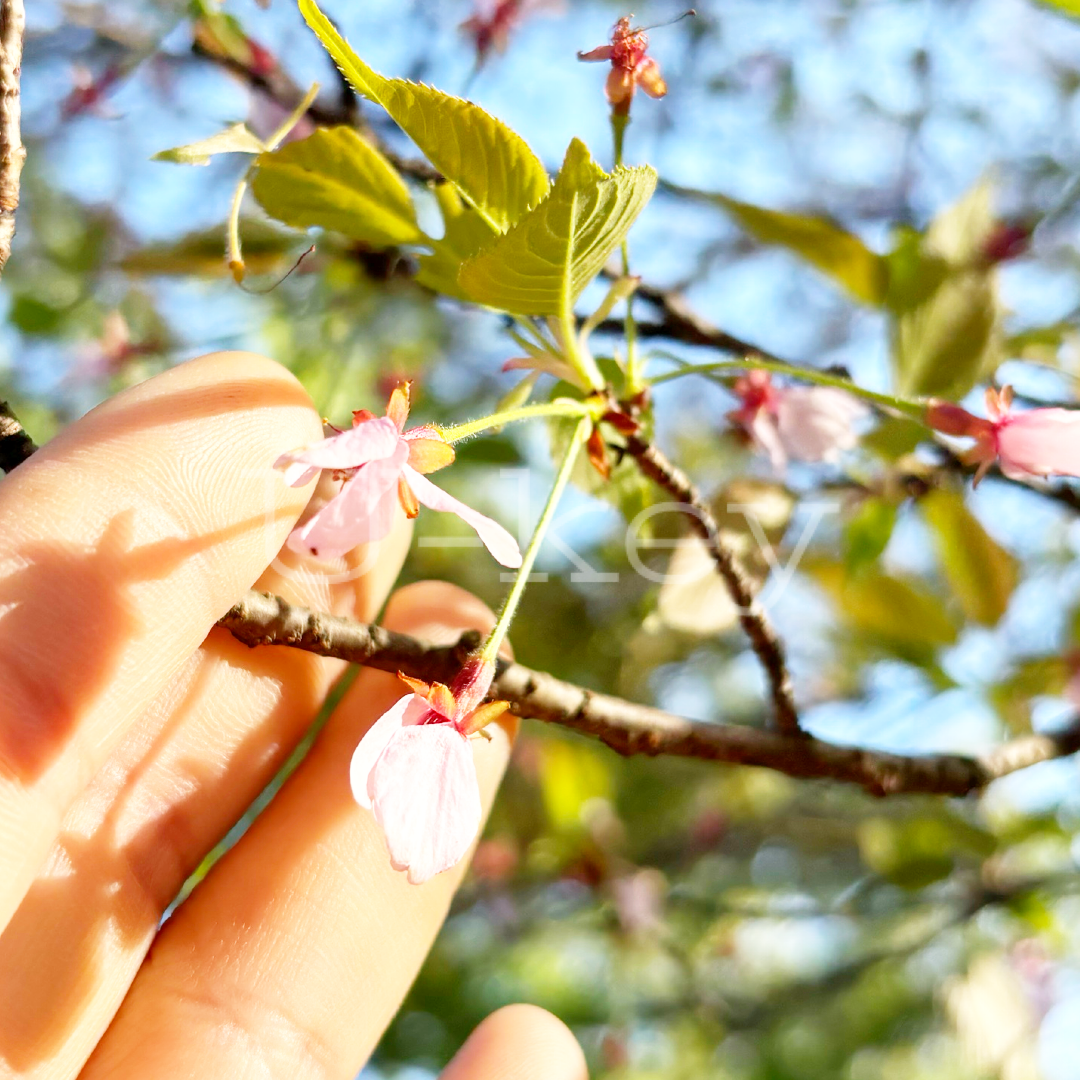 Sakura `Kasumi` ,  Prunus leveilleana