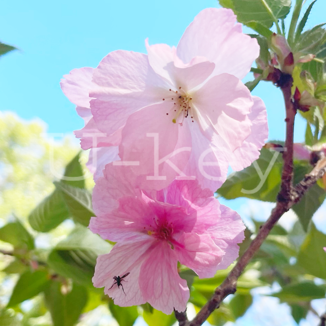 Sakura `Mollis` `Yokihi` ,Prunus serrulata