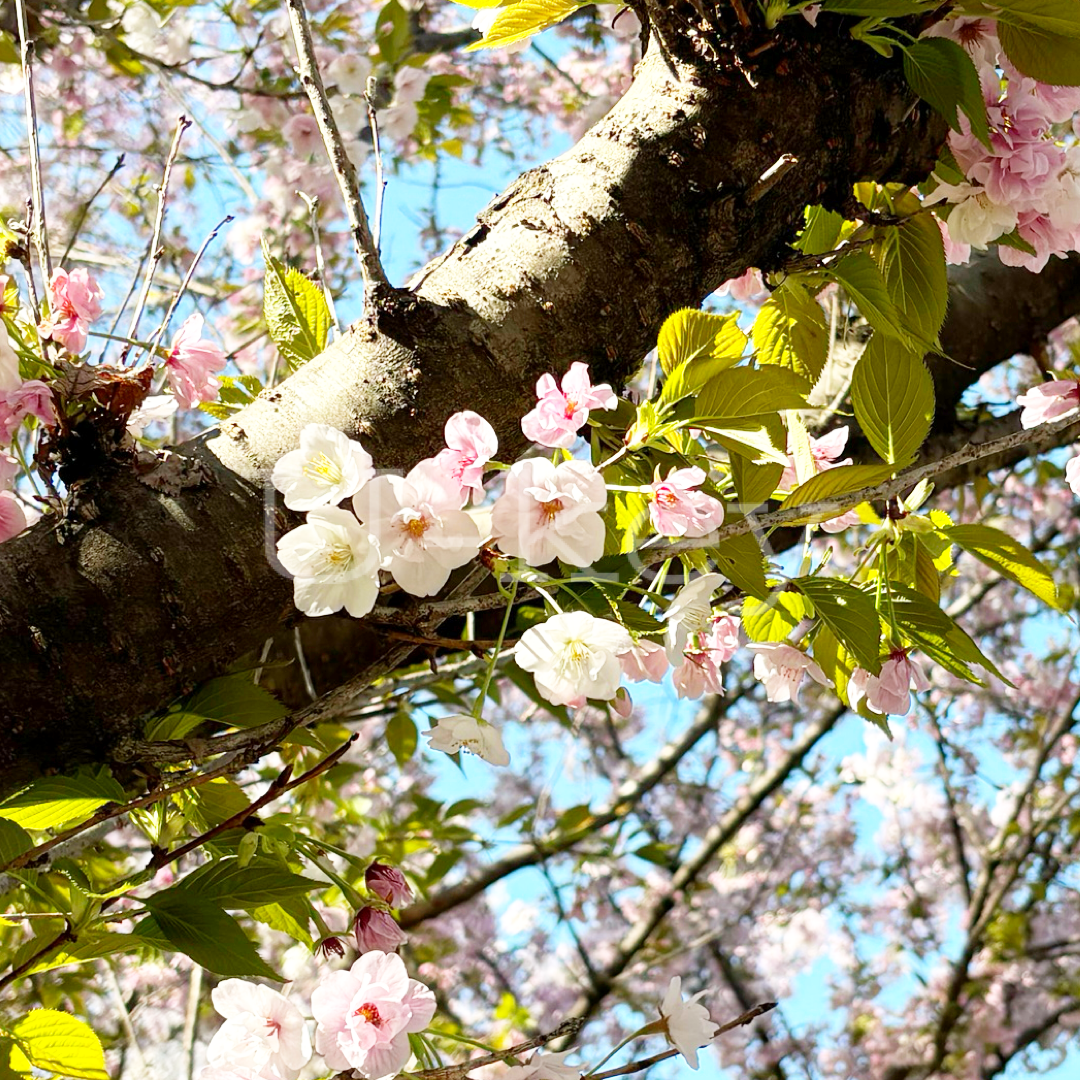 Sakura `Sasabe-zakura` ,  Prunus leveilleana