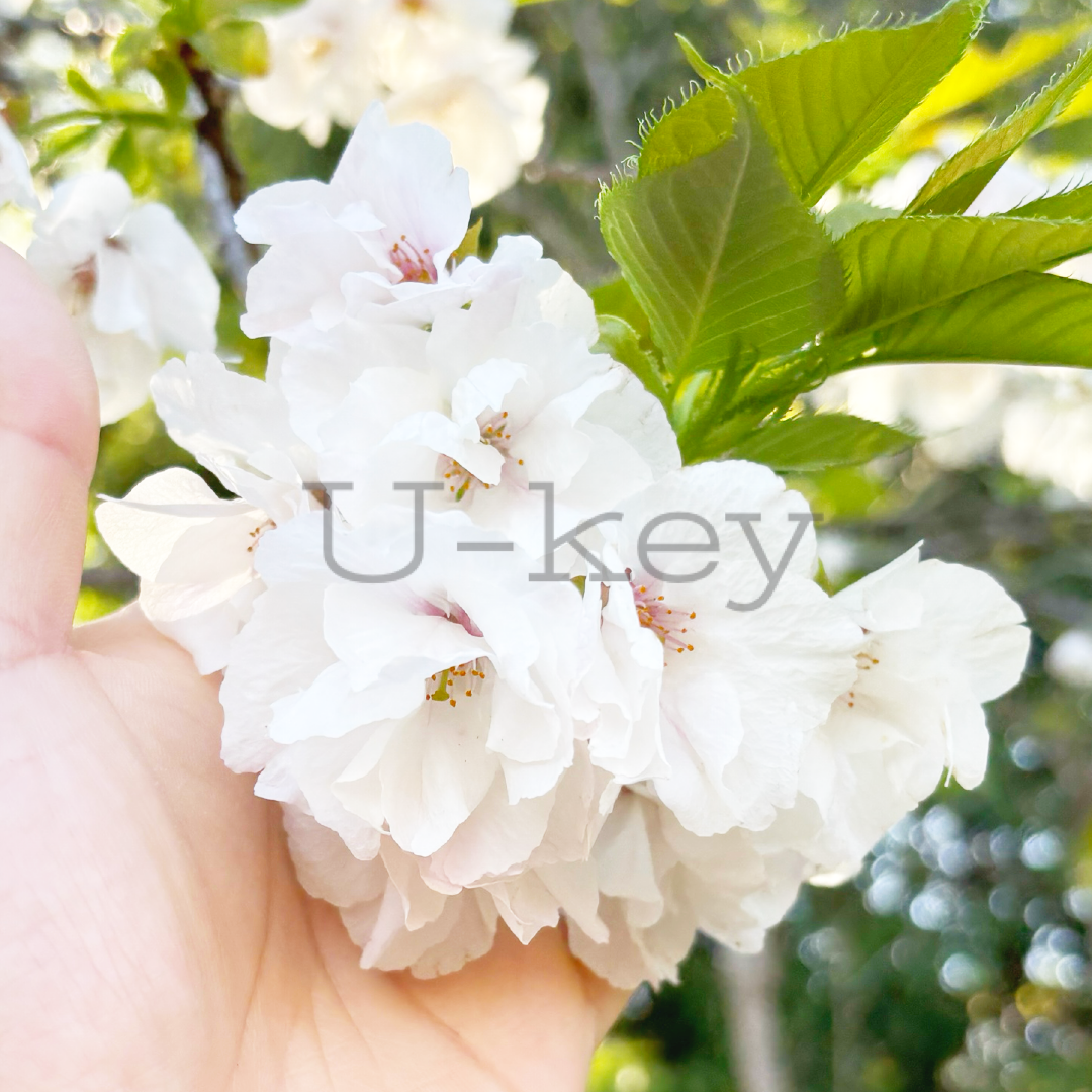 Sakura `Sirotae`,Prunus serrulata