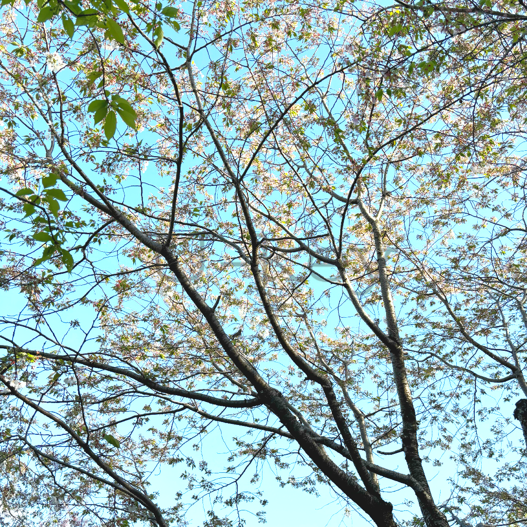 Sakura `Kurama-zakura`,Prunus yedoensis