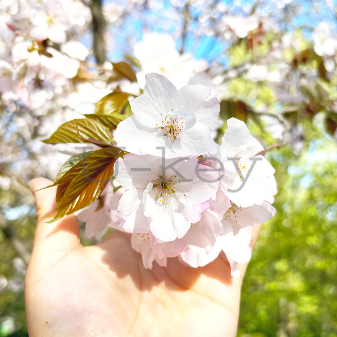 Sakura `Arasiyama` ,Prunus serrulata