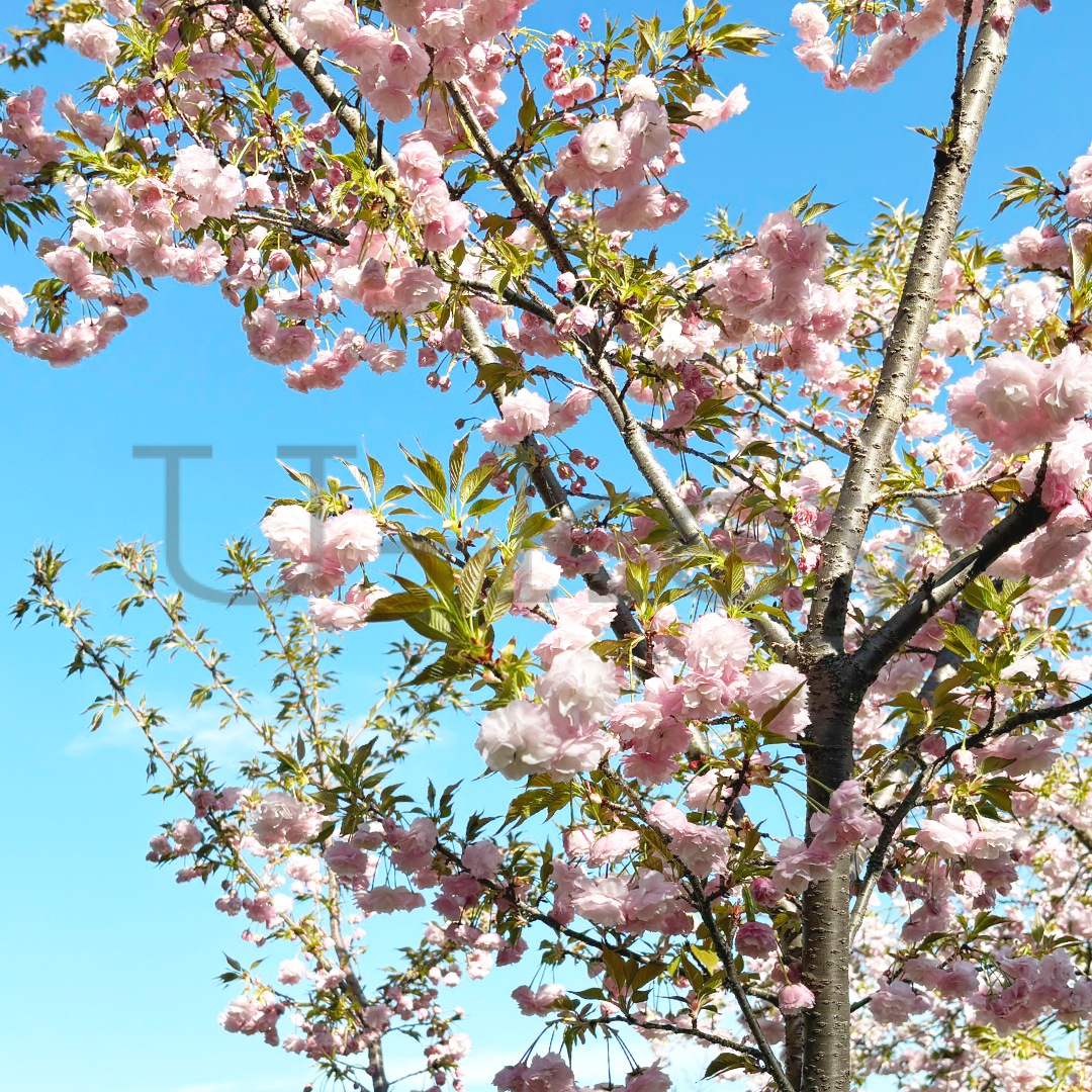 Sakura `Hanagasa` ,Prunus serrulata