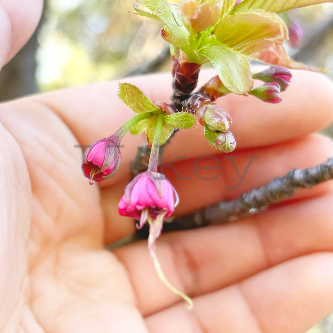 Sakura `Beni-shigure` ,Prunus serrulata