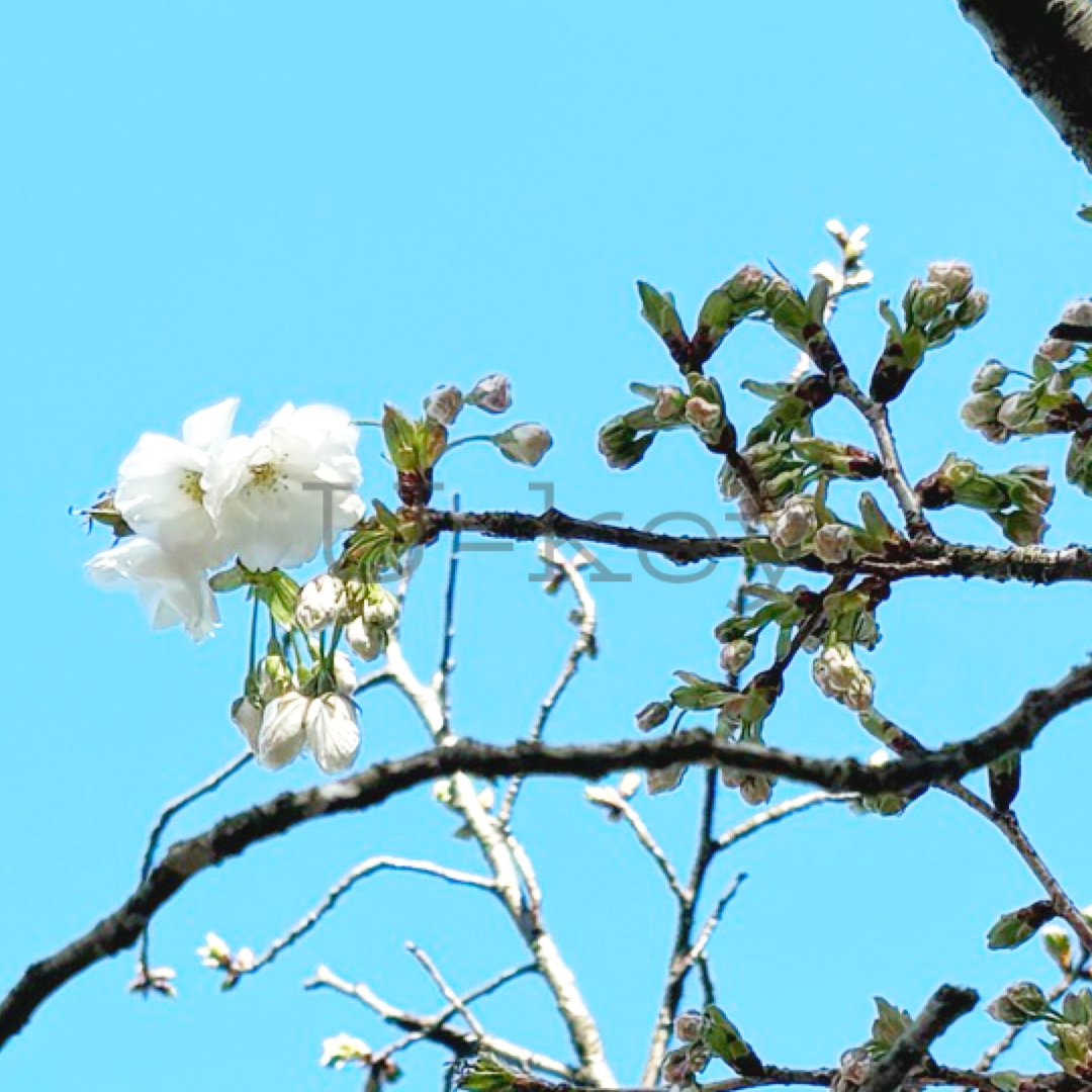 Sakura `Shizuka`,Prunus serrulata