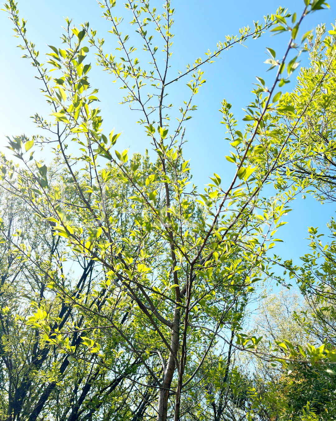 Sakura `Azuma-higan` ,  Prunus oendula