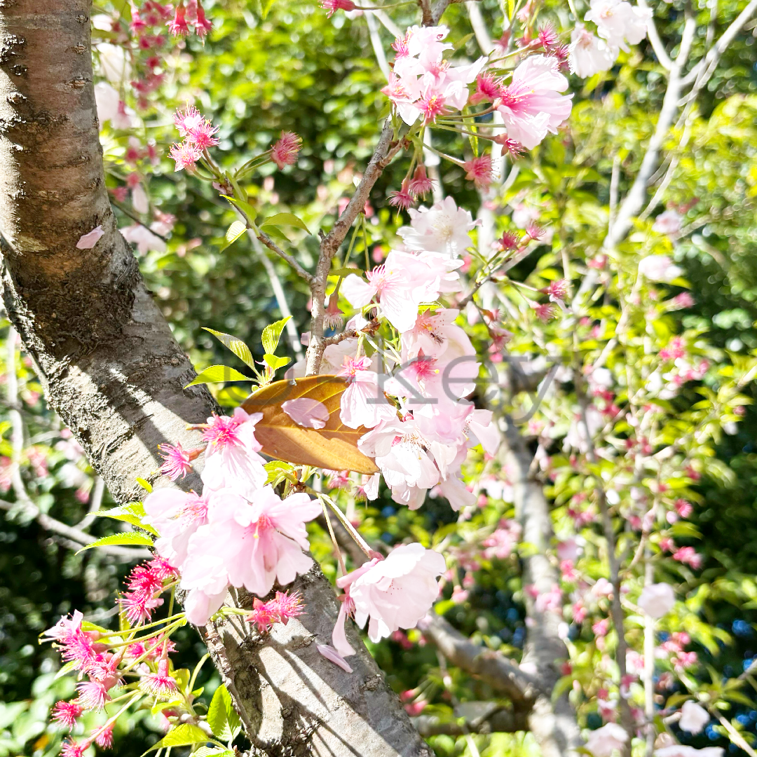 Sakura `Yaebeni-higan`,Prunus subhirtella