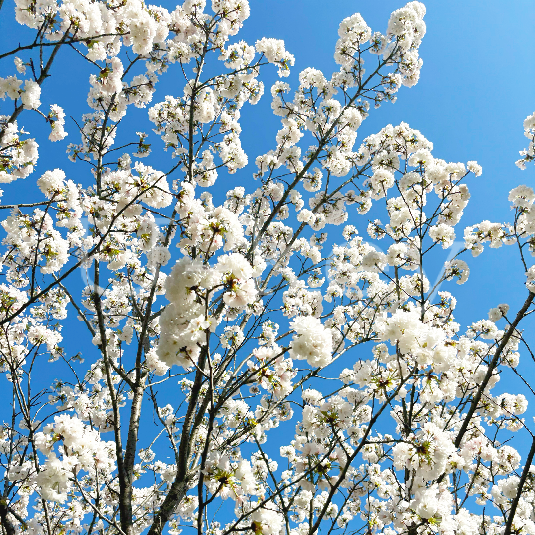 Sakura `Maitsukabisakura` ,Prunus serrulata