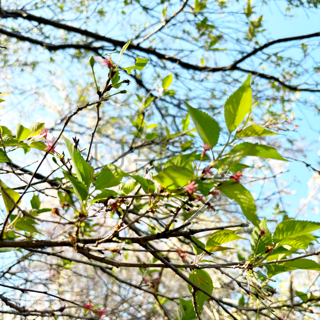 Sakura `Kohigansakura`,Prunus subhirtella