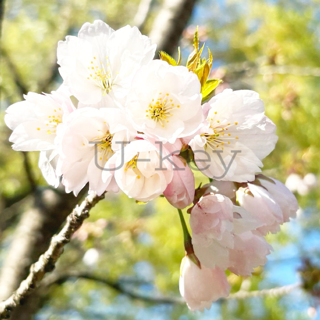 Sakura `Sobanzakura`,Prunus serrulata