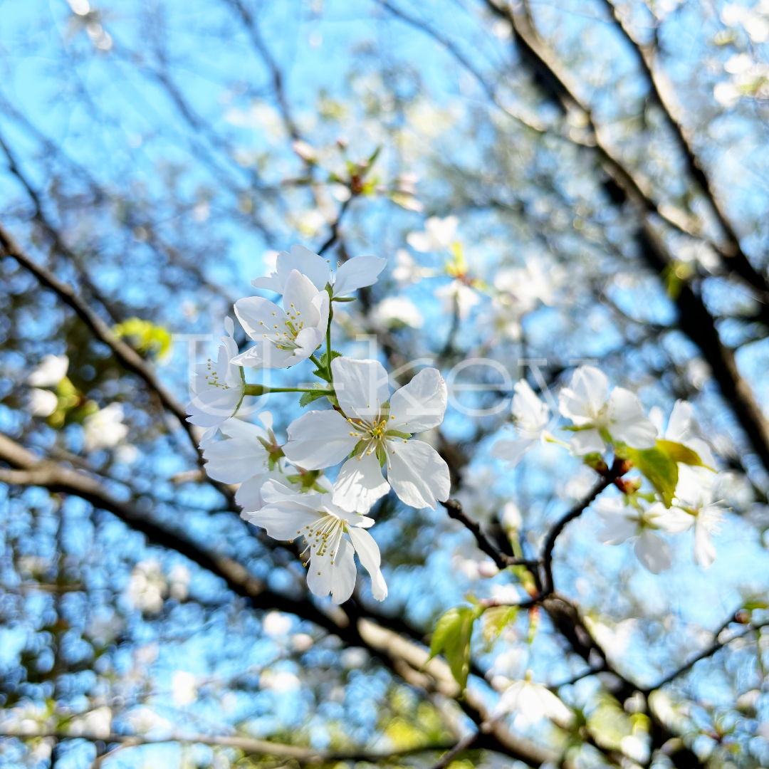 Sakura `Oh-yama`,Prunus sargentii