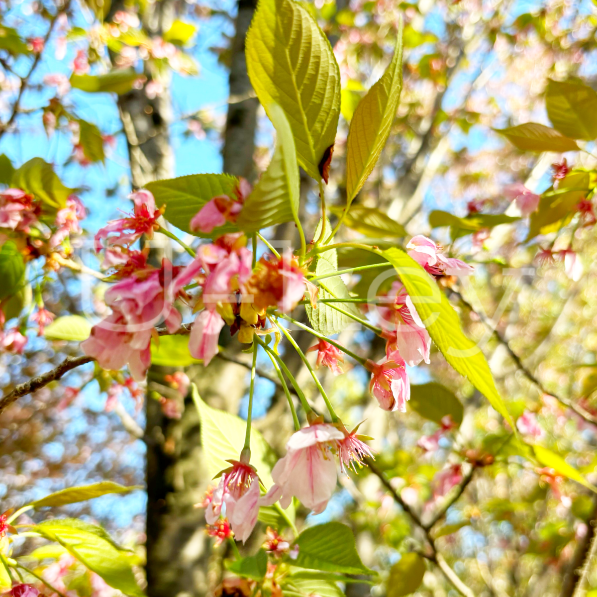 Sakura `Sano`,Prunus jamasakura