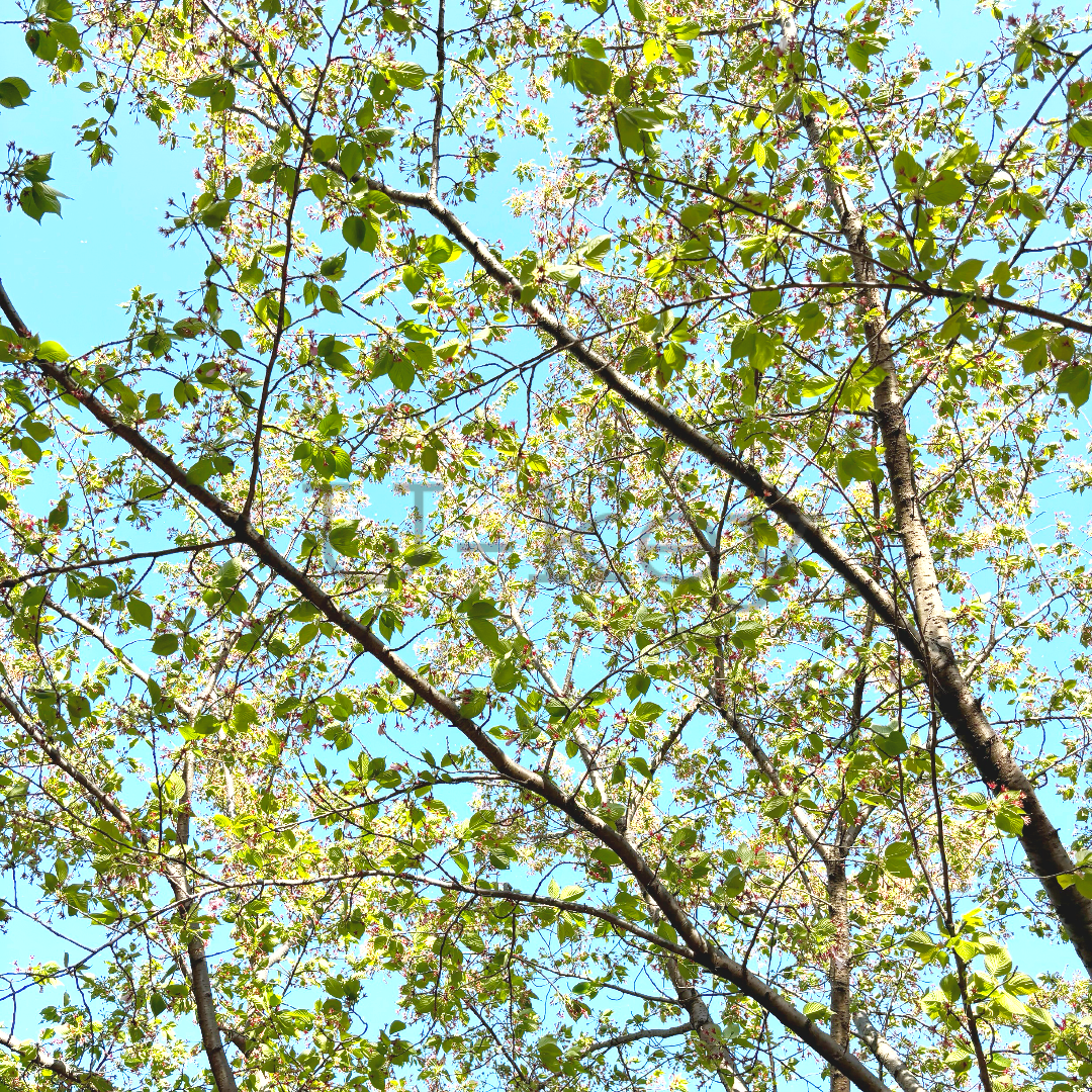 Sakura `Funabara-yoshino`,Prunus yedoensis