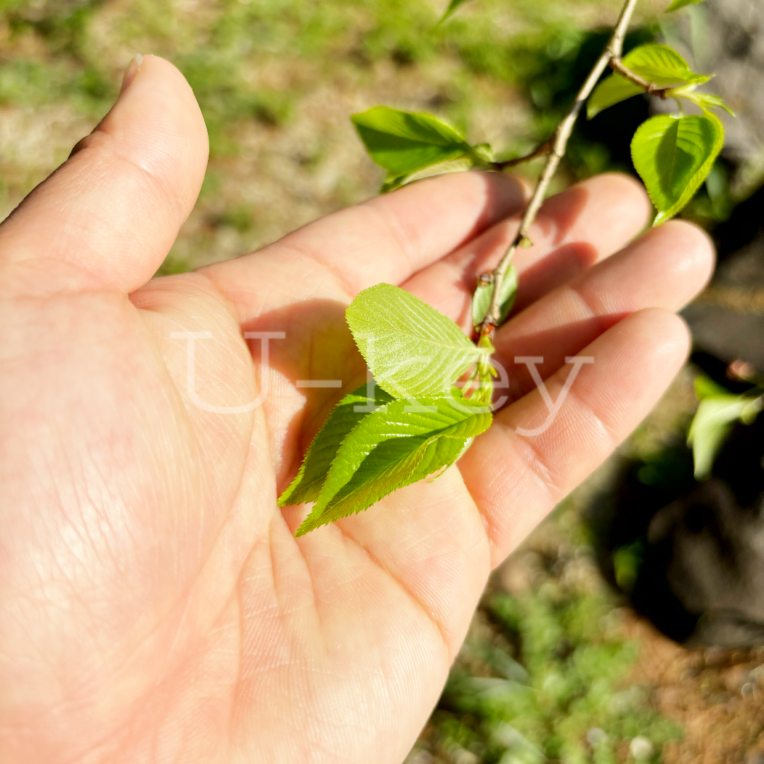 Sakura `Jito`,Prunus pendula