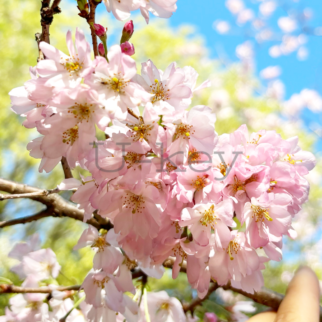 Sakura `Omoigawa`,Prunus subhirtella