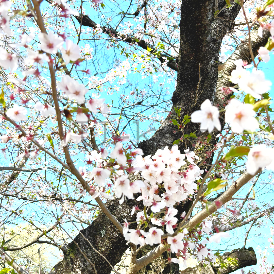 Sakura ‘Somei-yoshino’,Prunus x yedoensis