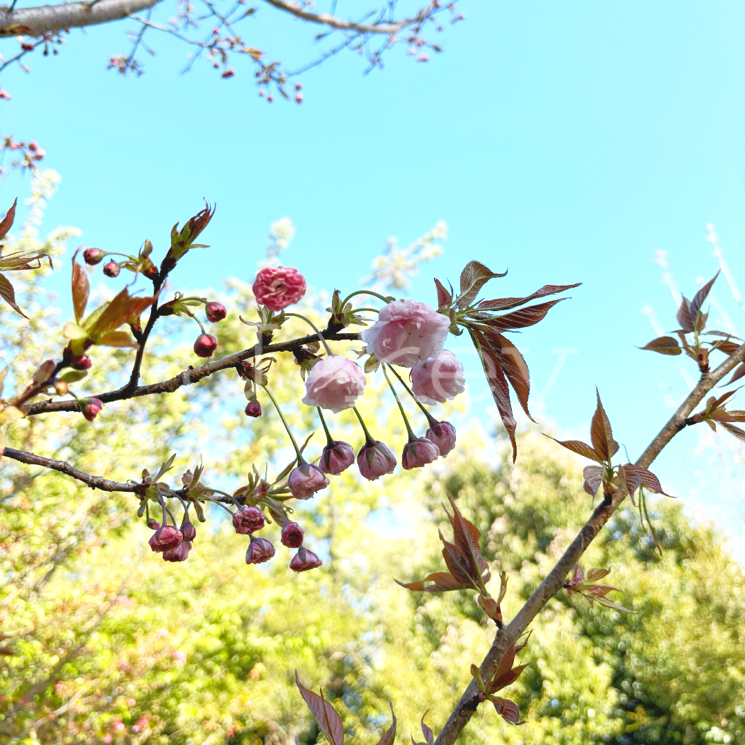 Sakura `Albo-rosea` `Fugen` ,Prunus serrulata