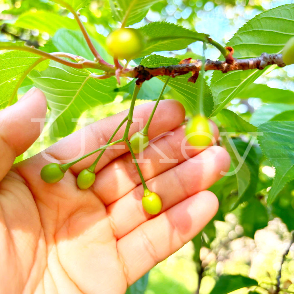 Sakura `Kawazu` ,Prunus kanzakura