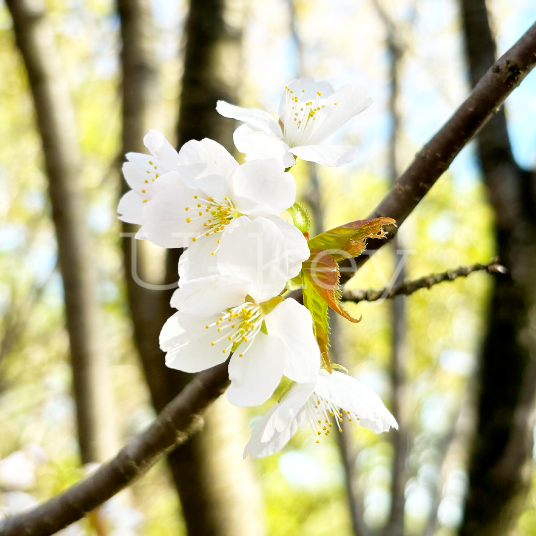 Sakura `Kasumi` ,  Prunus leveilleana