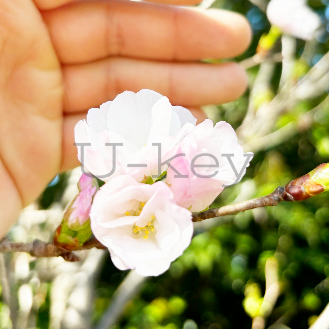 Sakura `Erecta` `Amanogawa` ,Prunus serrulata