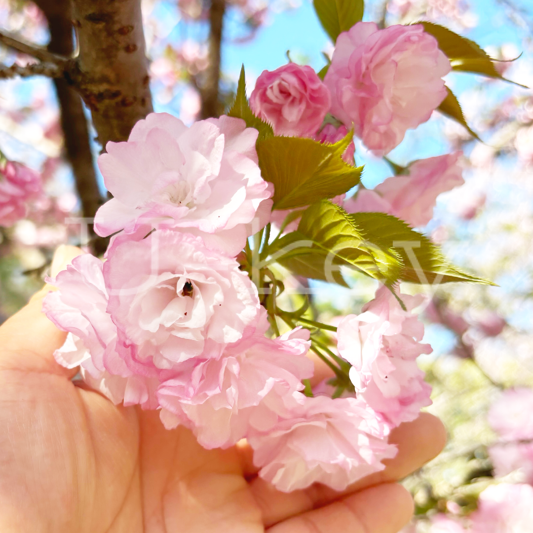 Sakura `Matsumae-yaekotobuki` ,Prunus serrulata