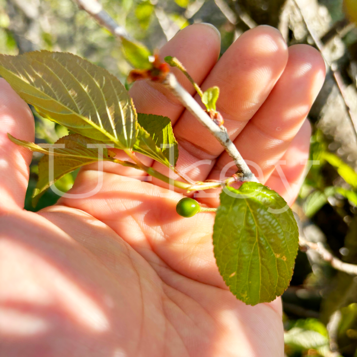 Sakura `Tokai`,Prunus `Takenakae`