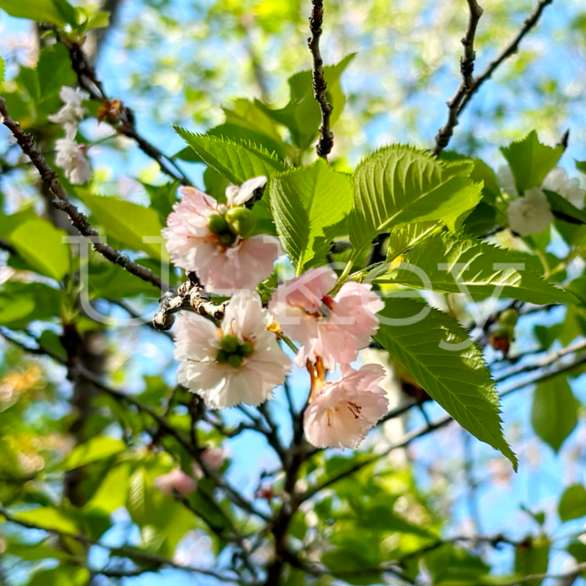 Sakura ‘Kobuku’,Prunus `Kobuku-zakura`