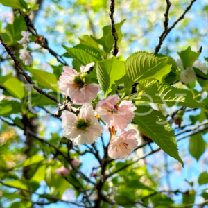 子福桜