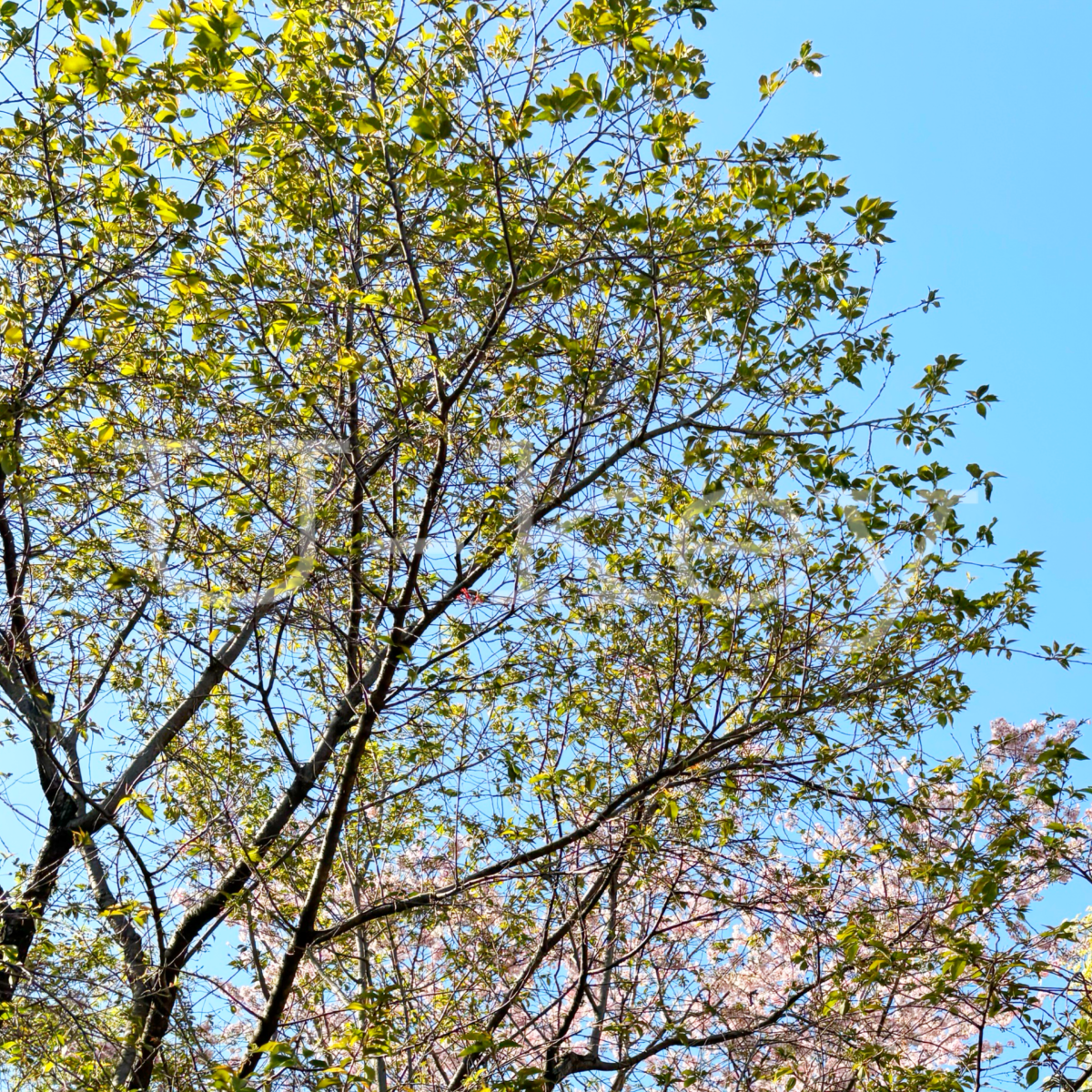 Sakura `Hanagatamizakura`,Prunus itosakura