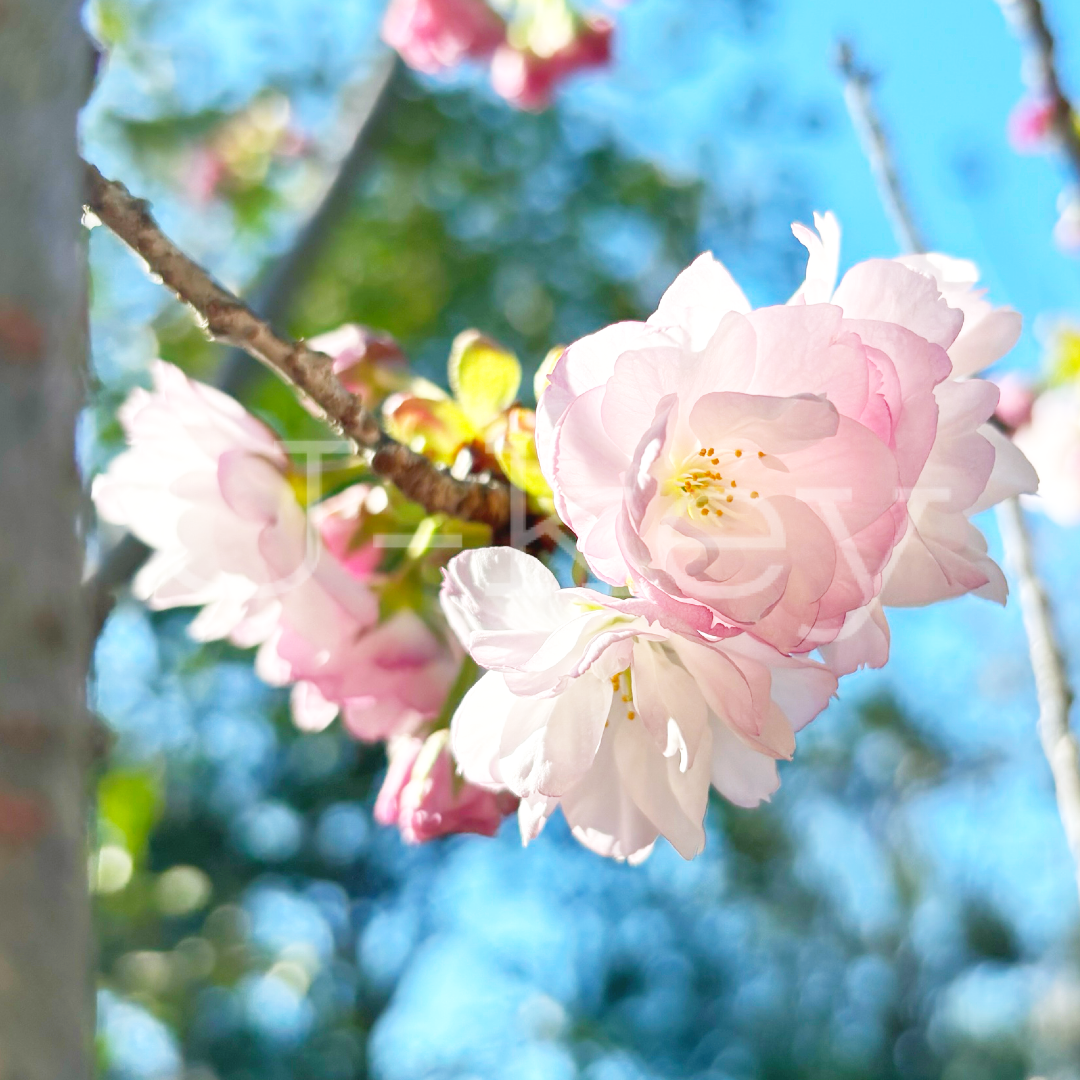 Sakura `Hisakura` `Ichiyo`  ,Prunus serrulata