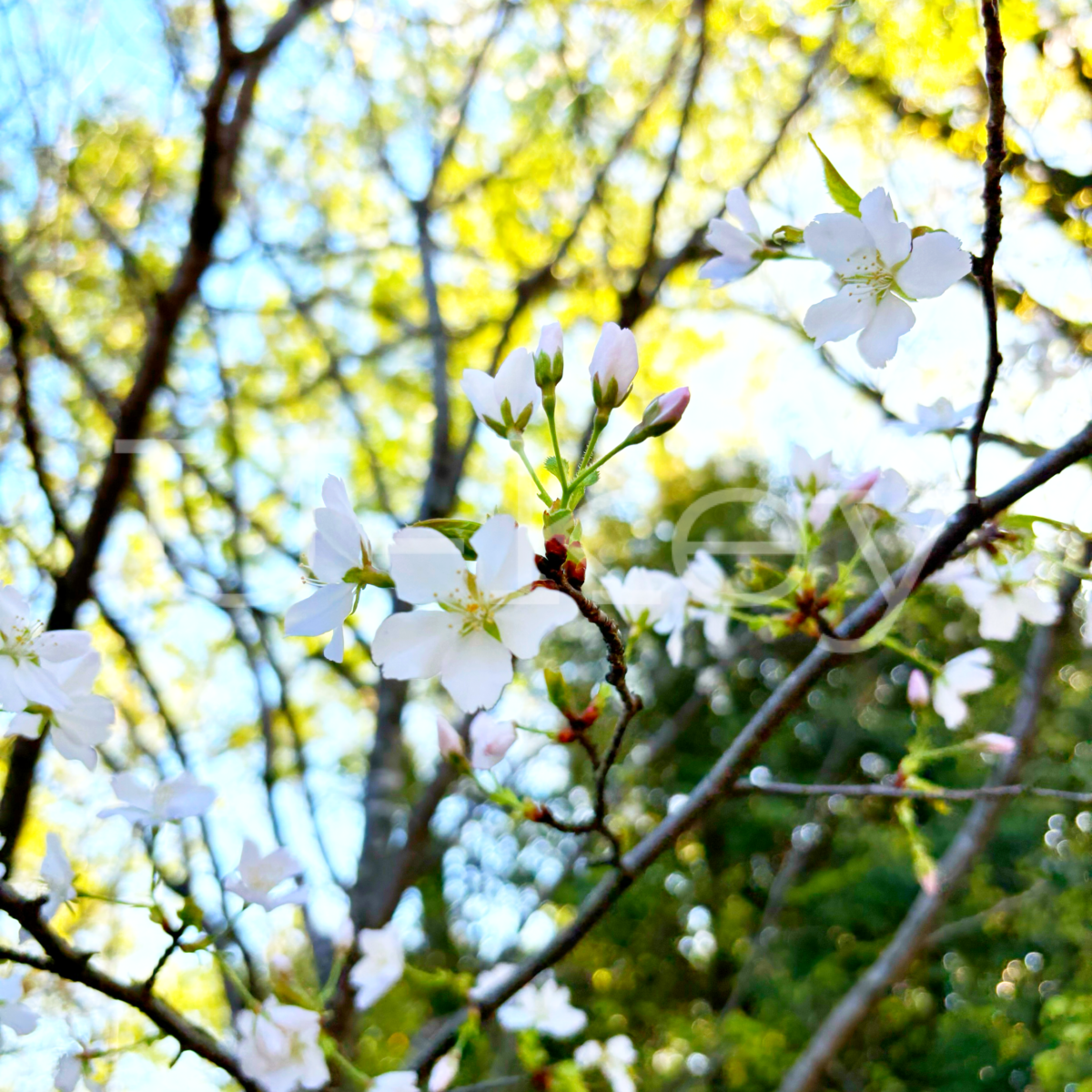 Mountain Sakura ,Prunus jamasakura