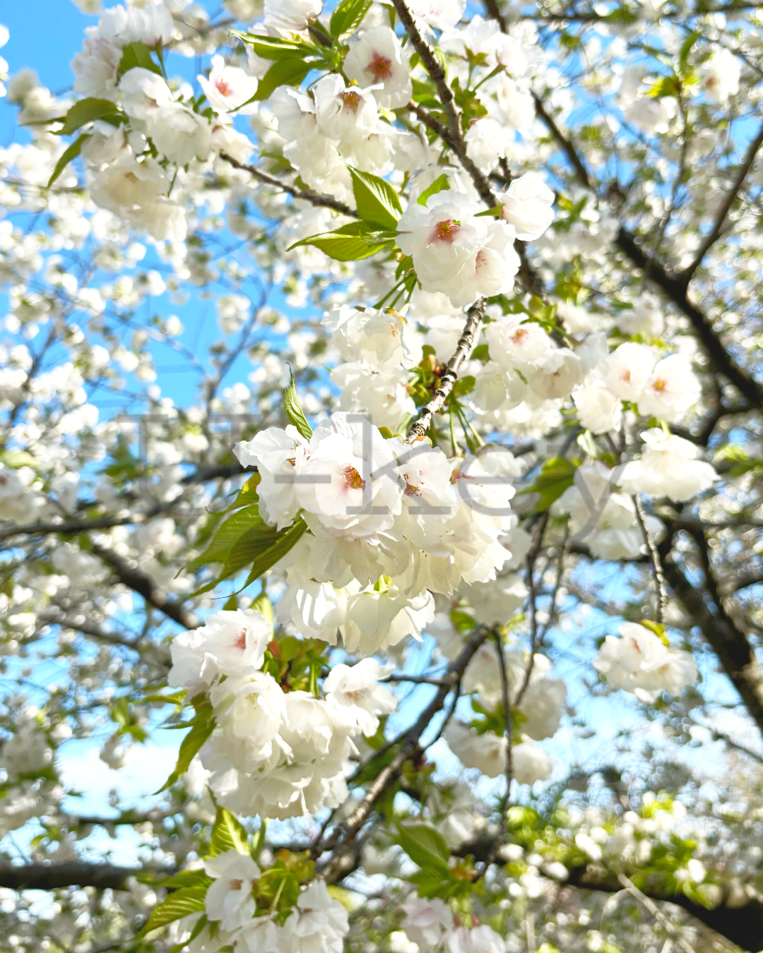 Sakura `Amayadori` ,Prunus serrulata