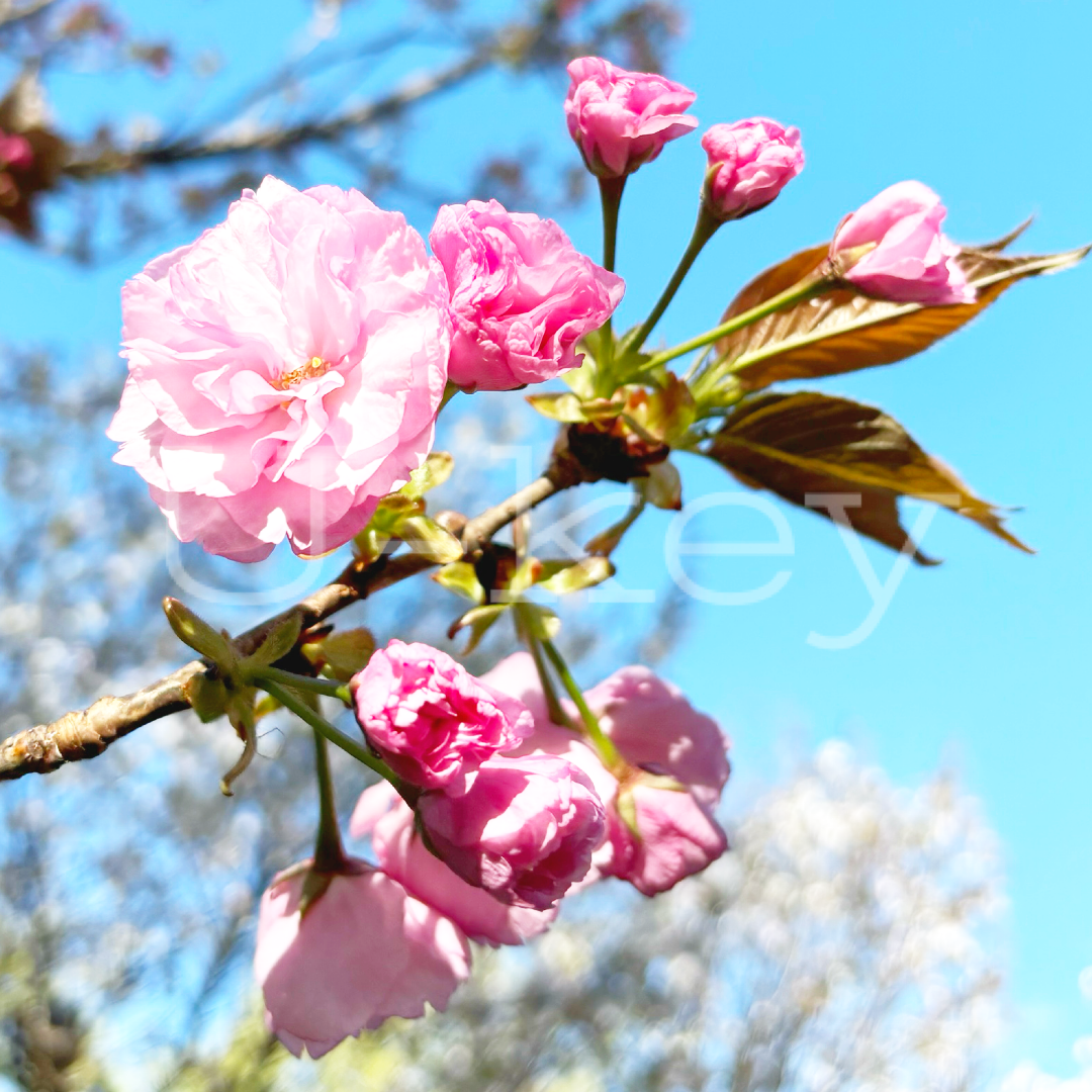 Sakura `Kanzan`  ,Prunus serrulata