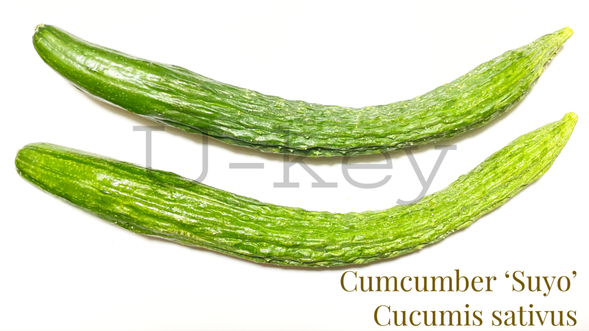Chinese Cucumber ‘Suyo’,Cucumis sativus