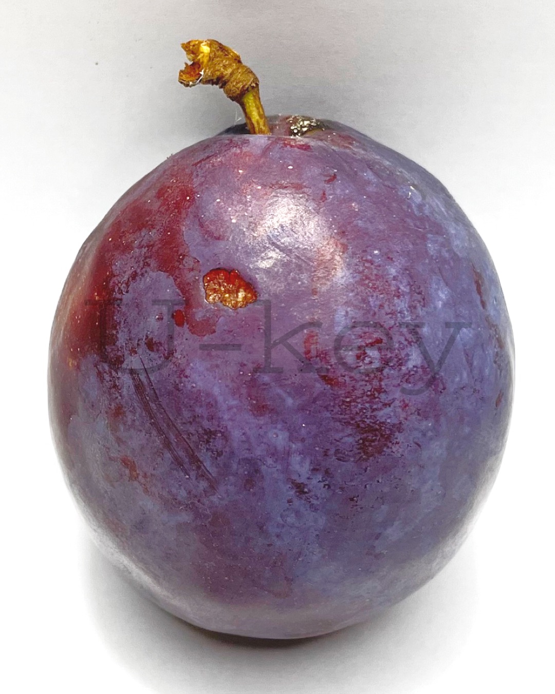 Purune ‘President’,Prunus domestica