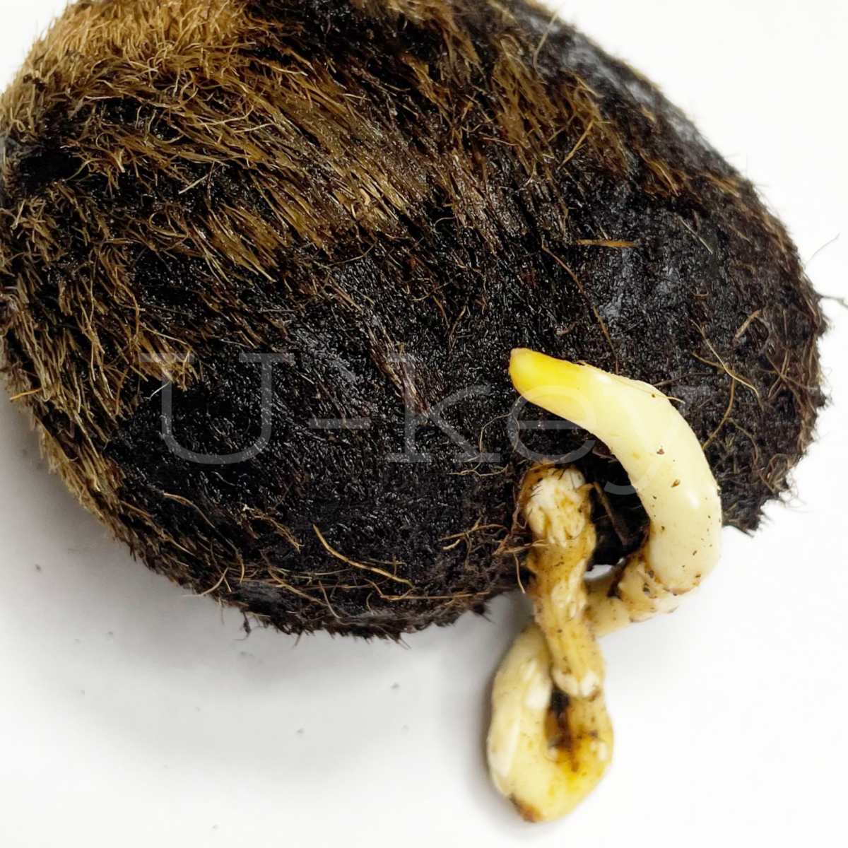 Palmyla Palm,Borassus flabellifer