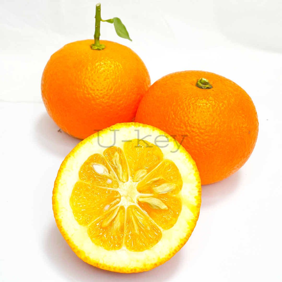 Japanese Bitter Orange “Daidai”, Citrus limetta ‘Daidai’