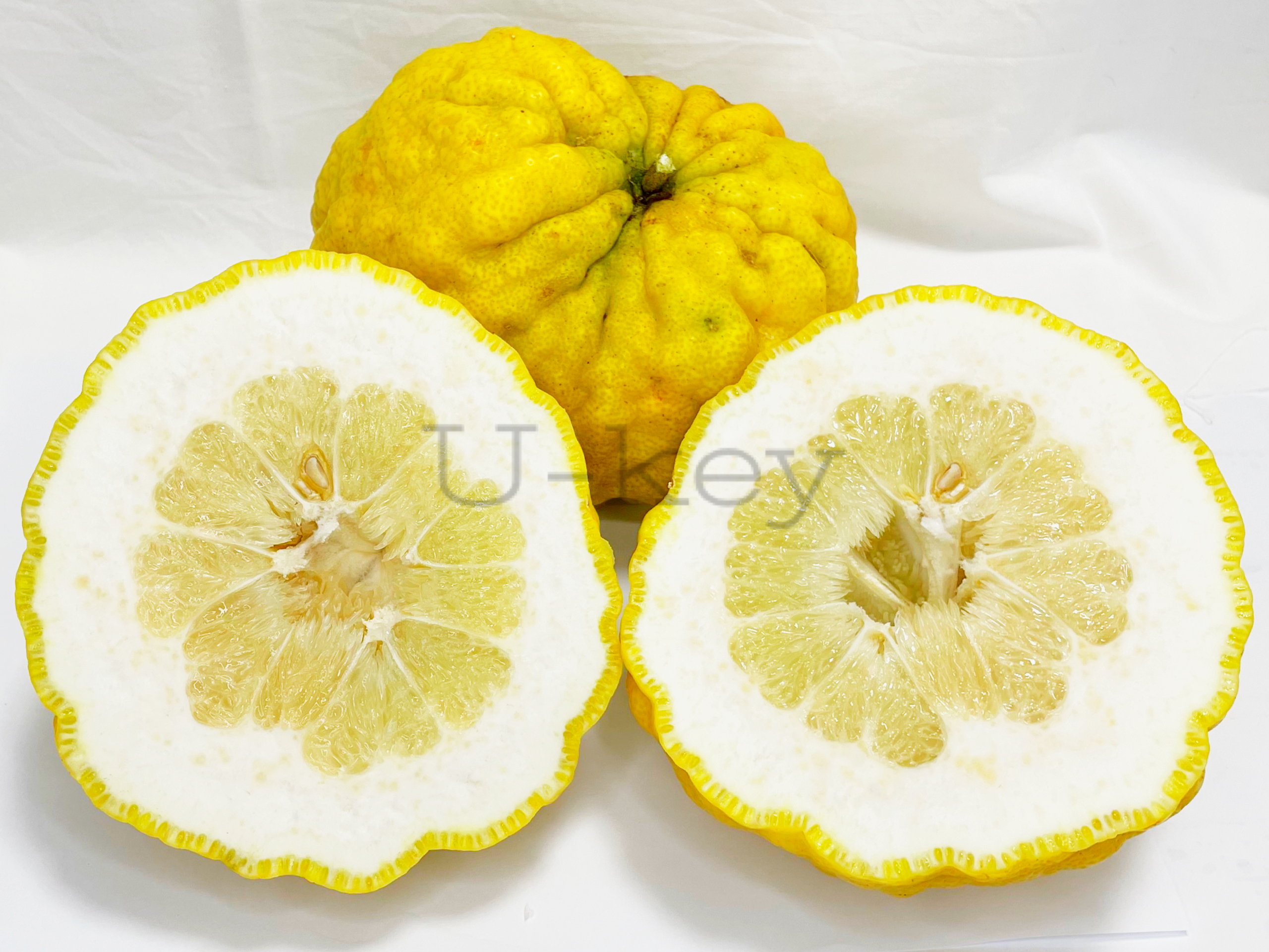Shi Shi Yuzu, Citrus Hybrid(Citrus ichangensis x Citrus maxima?)